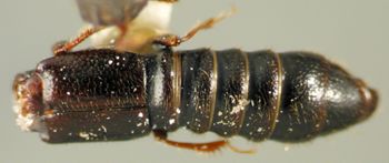 Media type: image;   Entomology 20232 Aspect: habitus dorsal view